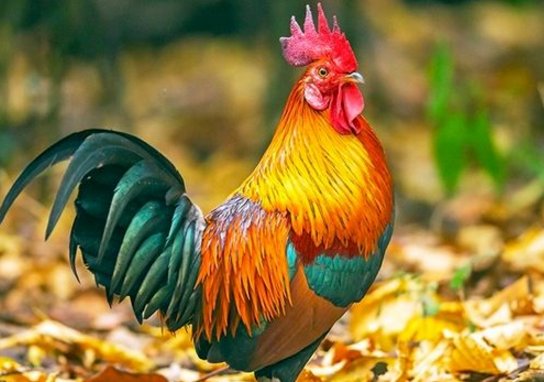 1957年属什么生肖谁知道