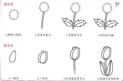 儿童画 蒲公英怎么画