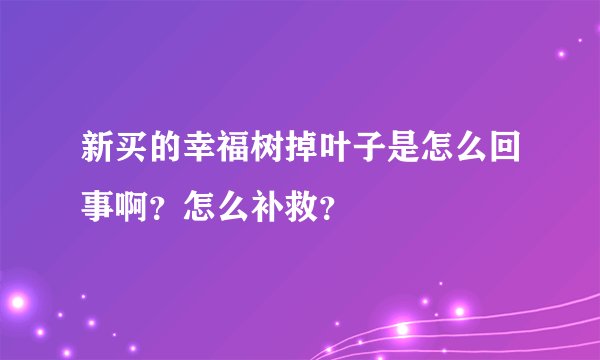 新买的幸福树掉叶子是怎么回事啊？怎么补救？