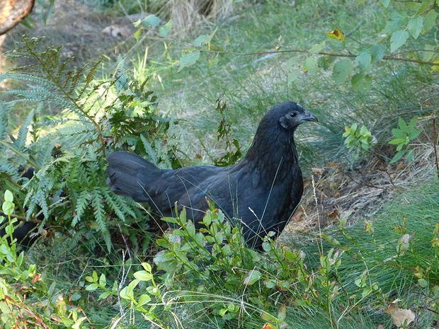 丝羽乌骨鸡的简介