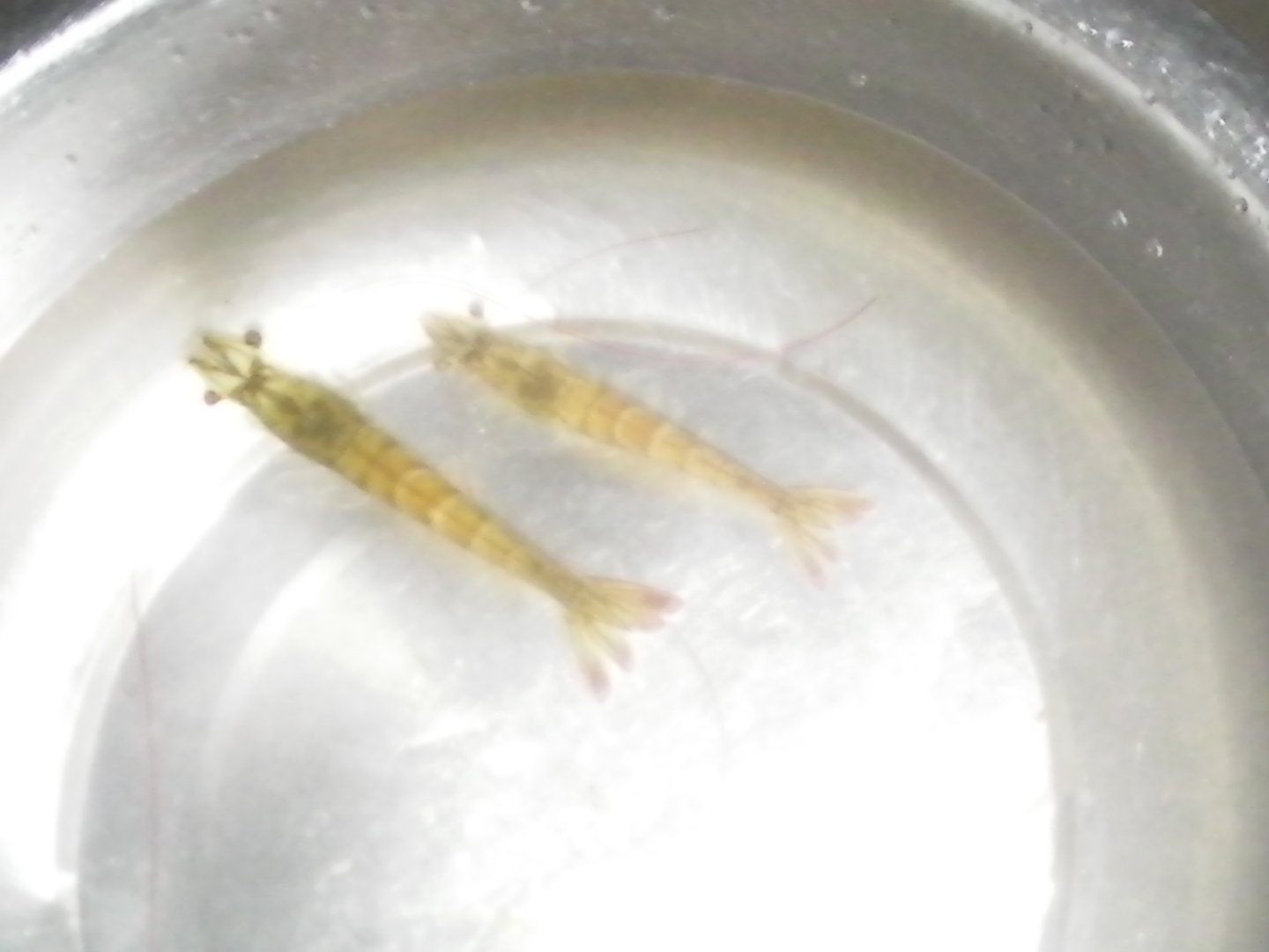 市场买回来的虾能养多久？