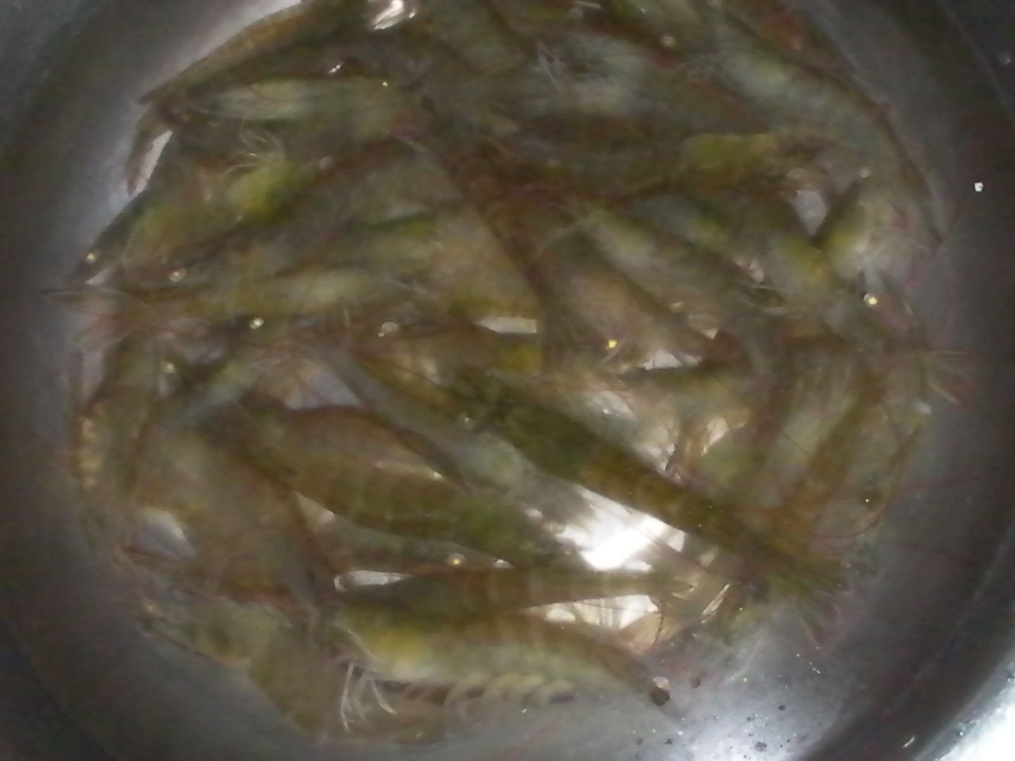 市场买回来的虾能养多久？