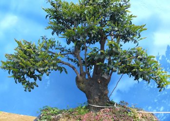 小叶紫檀盆景和黑骨香盆景的区别在哪 怎么分辨 详细点 别粘贴