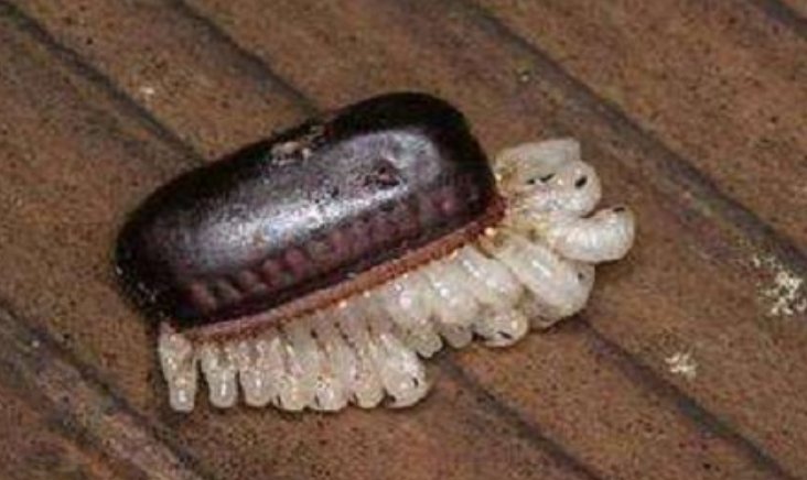 家里发现好几个蟑螂卵鞘，该怎么找到其他的蟑螂？