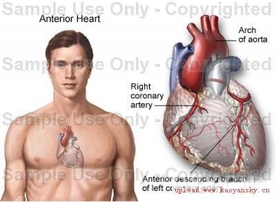 心脏在胸部那个位置？？？？
