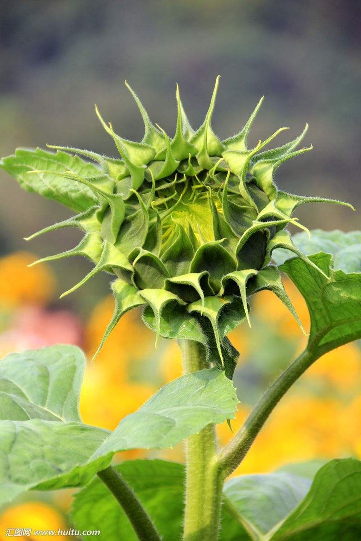 植物大全名字和图片