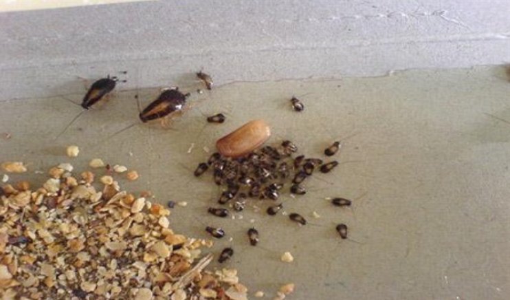 家里发现好几个蟑螂卵鞘，该怎么找到其他的蟑螂？