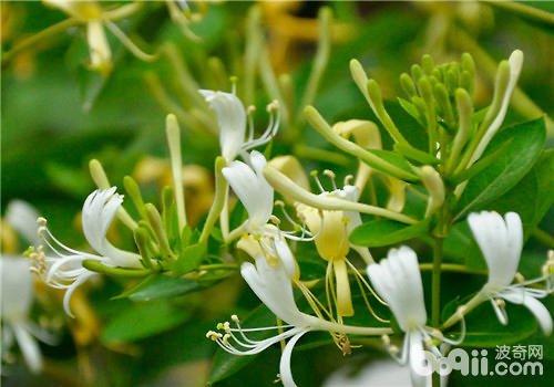 金银花属于什么植物科啊？