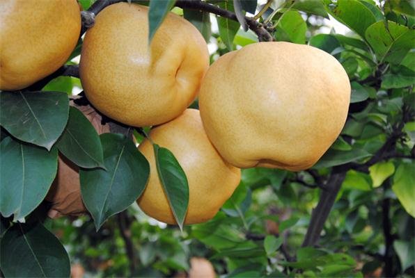 晚秋黄梨和丰水梨有什么区别啊？