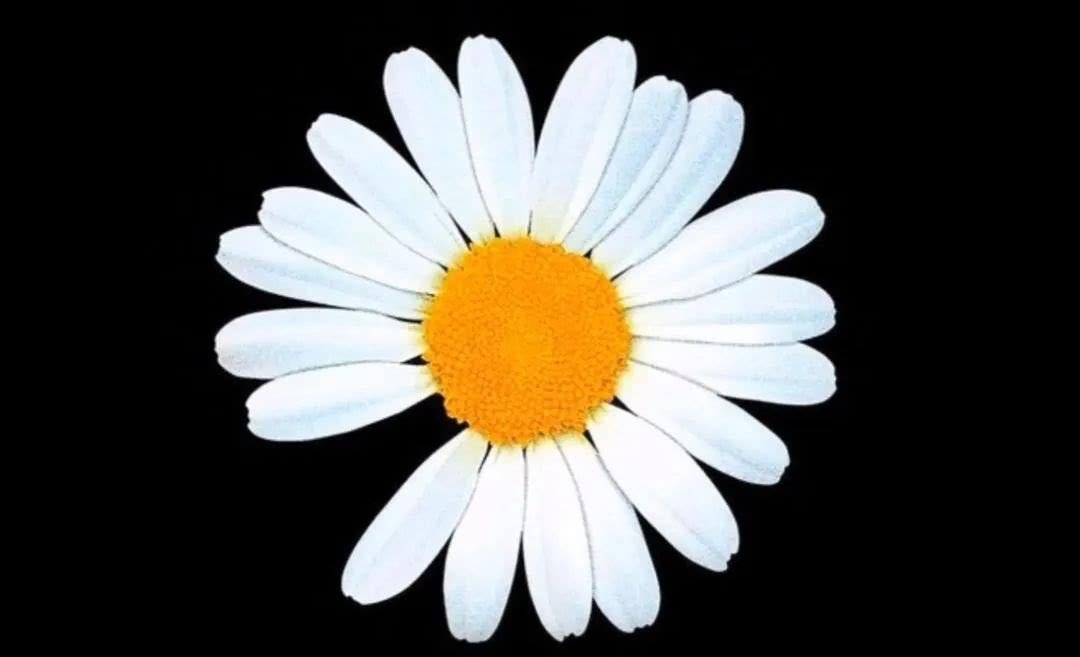 小雏菊的养殖方法和注意事项都有哪些？