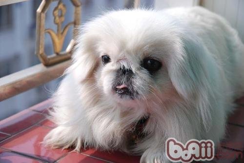 狗狗有点拉稀怎么办