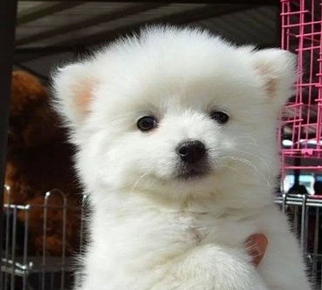 养狐狸会有狐臭吗