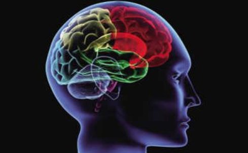 人左脑和右脑的区别是什么？分别控制什么？