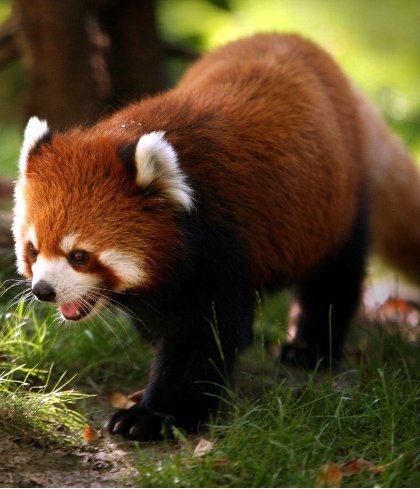 小熊猫和干脆面（浣熊）的区别是什么？