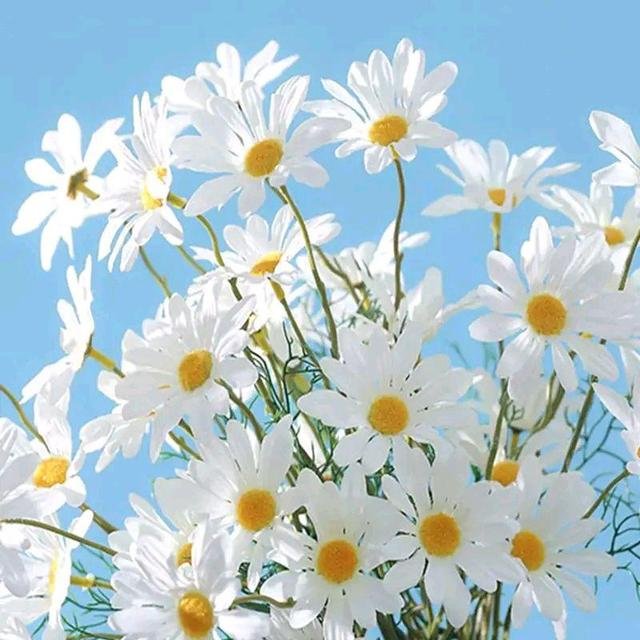 小雏菊的养殖方法和注意事项都有哪些？