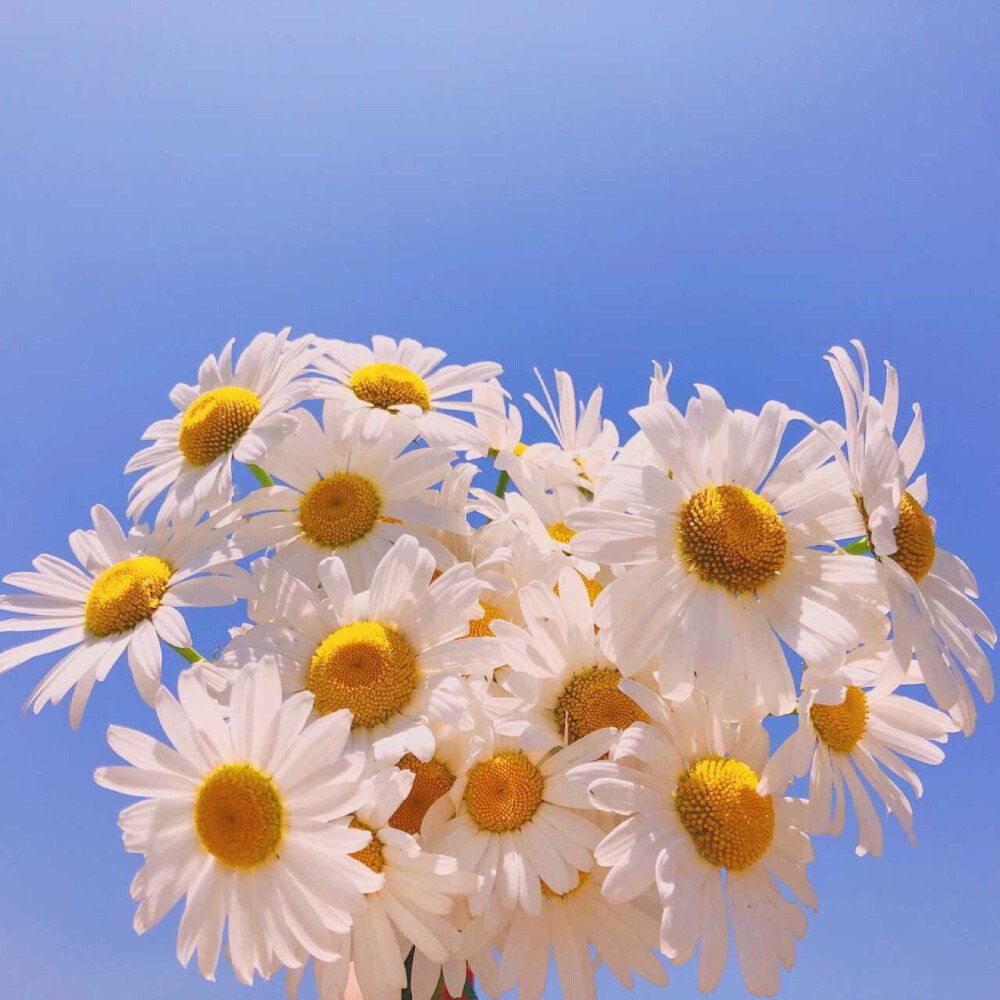 小雏菊的养殖方法和注意事项都有哪些？