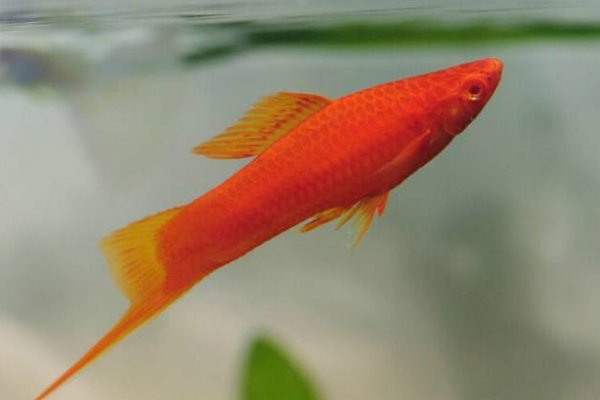 刚生下来的红箭鱼怎么养啊