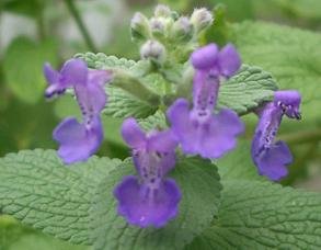 猫薄荷与中药荆芥是一个东西么？