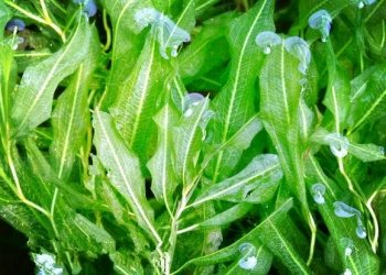 眼子菜的生长习性