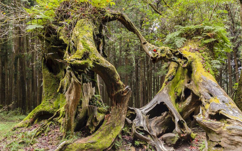 世界上占有热带面积最大的国家是（　　）A．巴西B．哥伦比亚C．墨西哥D．印度尼西