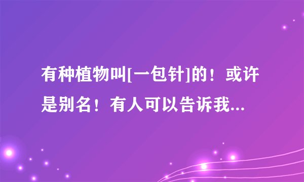 有种植物叫[一包针]的！或许是别名！有人可以告诉我它的用途以及你们认为是它的图片吗？
