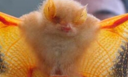 我稀罕你的“稀罕”是什么意思