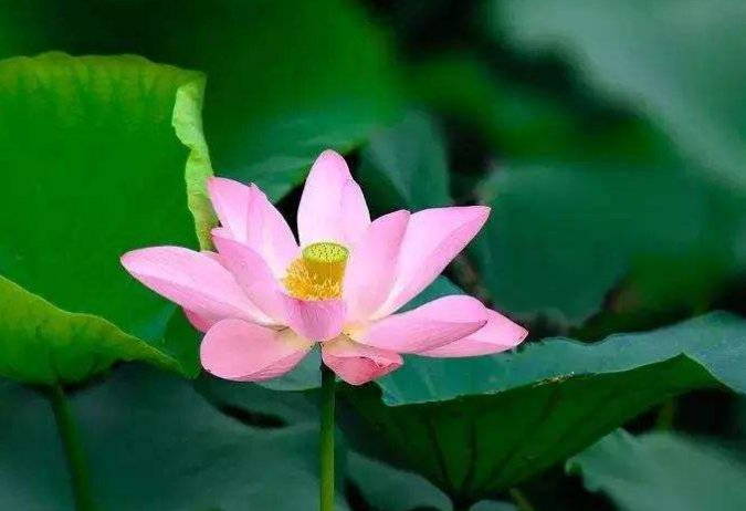 仿写林徽因的你是人间的四月天，写一首你是人间的六月天