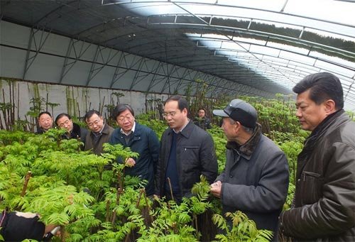 香椿种植视频教程，大棚香椿怎样种植