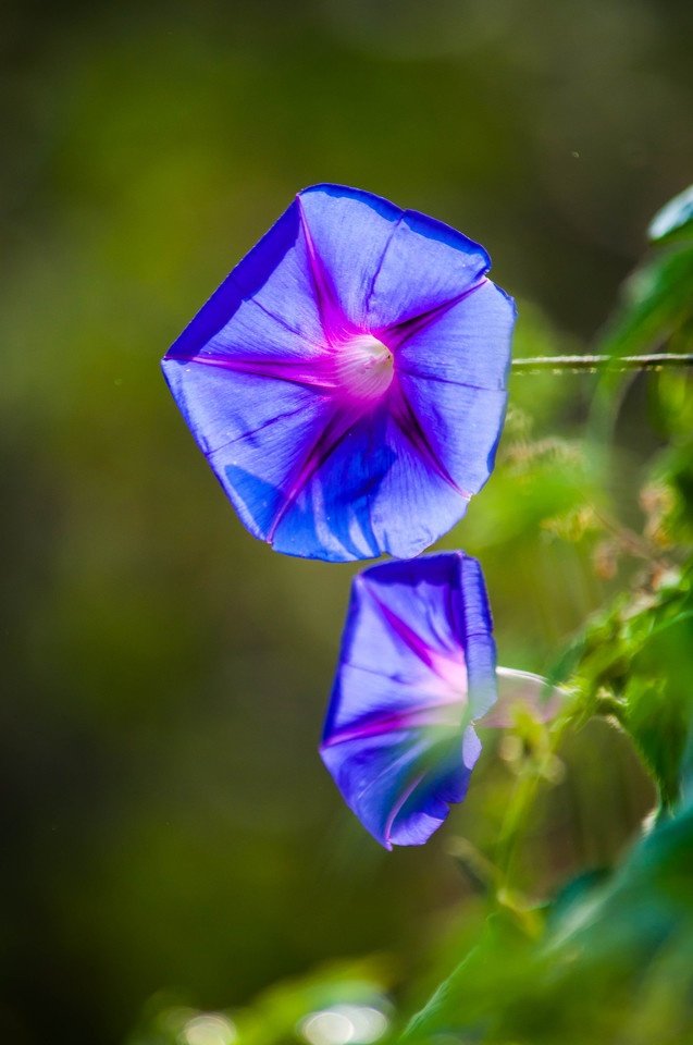 牵牛花是靠什么传播种子的大神们帮帮忙