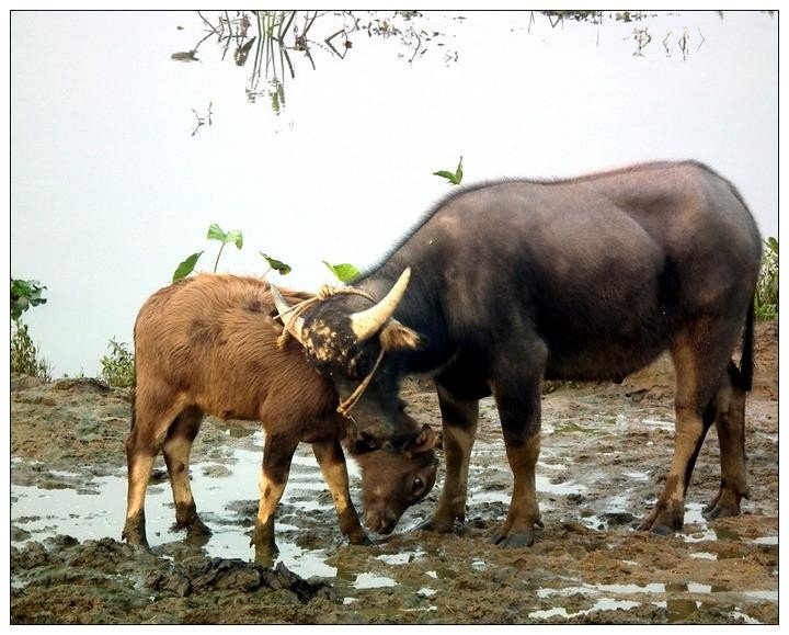 牛 松鼠 大象 猴子的脚印像什么啊