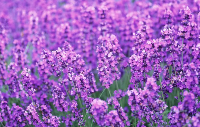 紫色代表什么意思？？