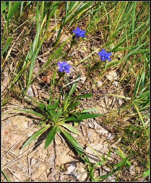 龙胆科的形态特征
