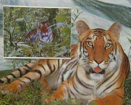 麻省理工公布鉴定结果：周正龙华南虎照为真，真相到底如何？