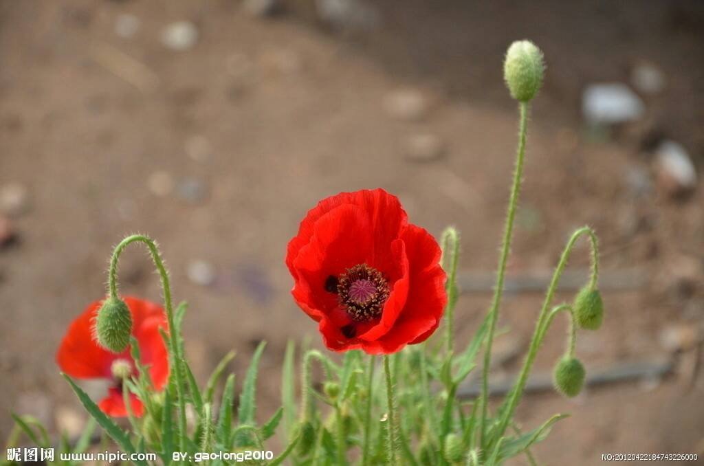 罂粟花的图片高清