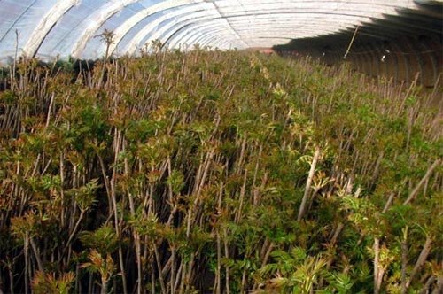 香椿种植视频教程，大棚香椿怎样种植