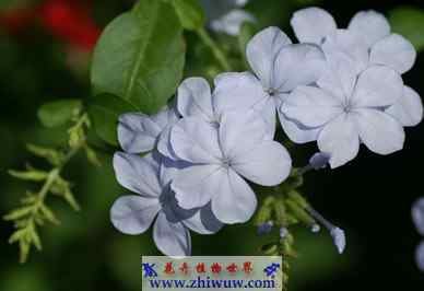 钻石花的植物特征