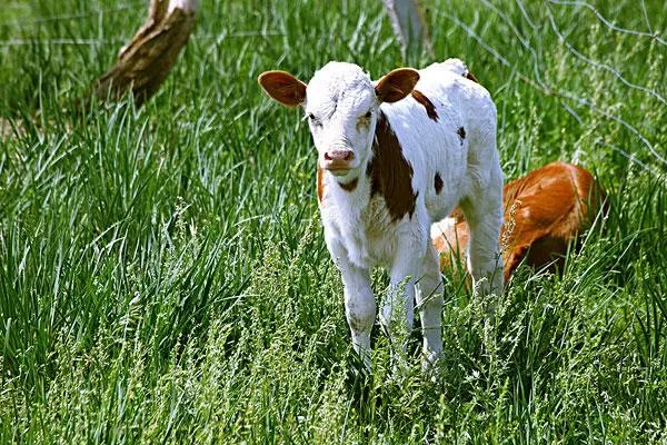 calves是什么意思