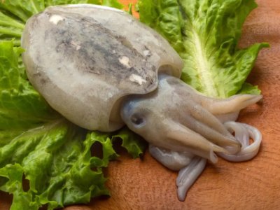 目鱼和墨鱼有什么区别?