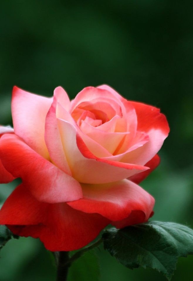 物候期名词解释