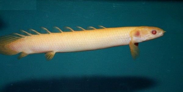 谁知道这是什么鱼？像泥鳅的这个