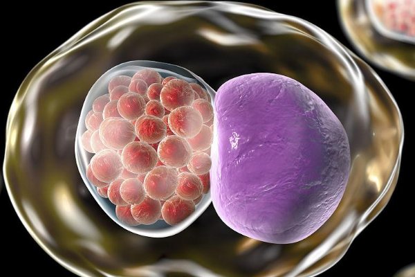 包涵体是什么意思