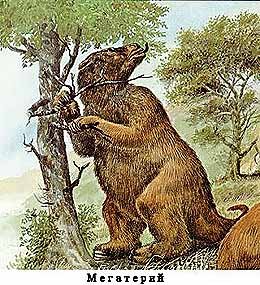 贫齿目的外形特征