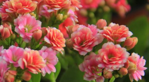 1月开什么花?2月开什么花?......12月开什么花?