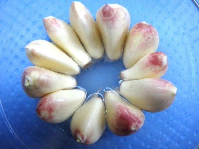 大蒜生长过程步骤图