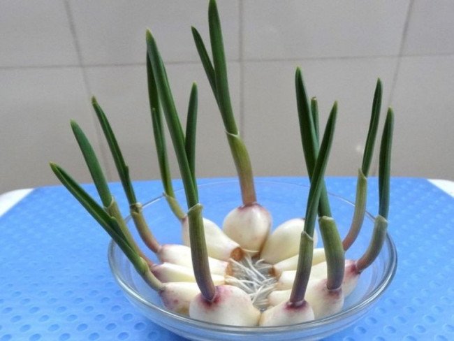 大蒜生长过程步骤图