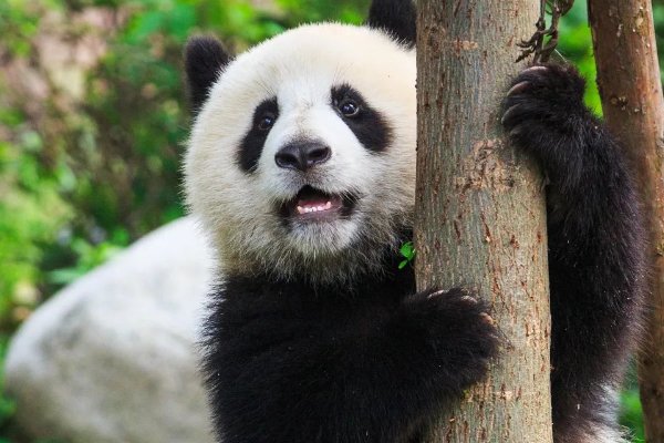 中国建立了几个国家公园