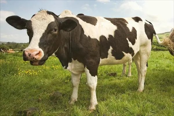 calves是什么意思