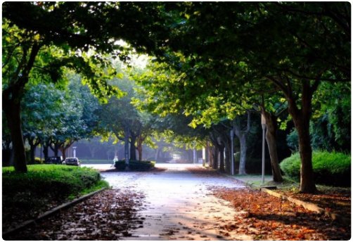 梓琳是什么意思