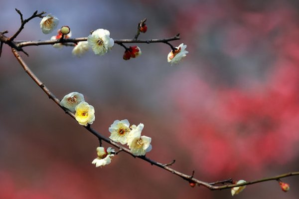 嬛嬛一握楚宫腰下一句