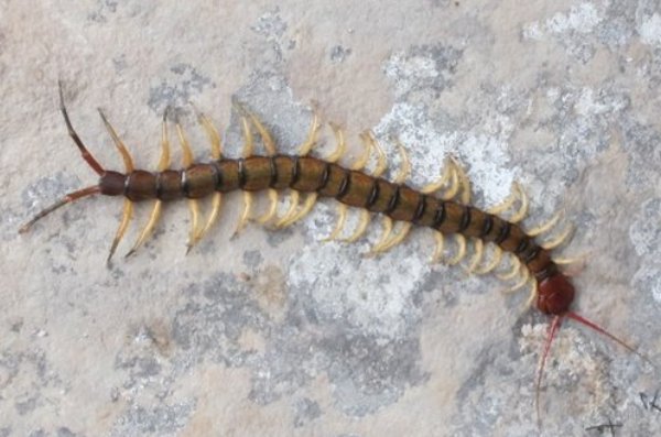 房间里面放什么东西可以防止蜈蚣进